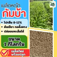 กัมบ้า เมล็ดหญ้ากัมบ้า 1 กิโลกรัม #พร้อมปลูก(รับประกันการงอก) หญ้าเลี้ยงสัตว์ พันธ์ุหญ้า หญ้าเลี้ยงวัว