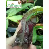 (ส่งทั้งกระถาง 3 - 4 นิ้ว) ต้นหม้อข้าวหม้อแกงลิง พันธุ์ N.Mirabilis wing x Mirabilis black miracle ไม้กินแมลง ไม้แต่งสวน