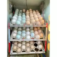ไข่เชื้อไก่ไข่ออสตราลอปแท้ 100% (Australorp) สายออสเตรเลีย