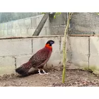 ไข่เชื้อไก่ป่าวูฟออเร้น ไก่ป่าสวิชเซอแลนด์ ไก่สวยงาม ไก่สีสัน ไข่ฟัก
