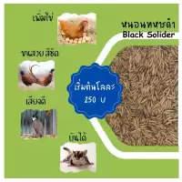 หนอน อบแห้ง หนอนโปรตีน สำหรับ ไก่ นกปากขอ นกปากแหลม นกปรอท หงส์หยก เลิฟเบิร์ด นกแก้ว ซูการ์ แฮมเตอร์ กิ้งก่า