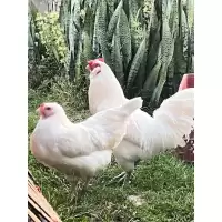 ไข่เชื้อไก่อาเมอ​รัว​คา​น่า​ ไก่มีเคราออกไข่สีฟ้าอมเขียว​จากประเทศ​เบลเยี่ยม​