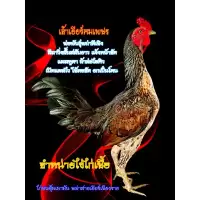 ไข่ไก่ชนพม่าสายเยียร์/ไข่เชื้อไก่ชนสำหรับเอาไปฟักเอง