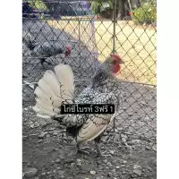 ไข่เชื้อไก่ซีไบรท์ สีเงินซิลเวอร์ สีคมชัดสวยงาม ไข่สดเก็บใหม่ประกันแตกร้าว