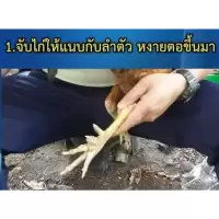 นวมยางสวมเดือยไก่ชนแบบยาง ขนาด 2 ซ.ม. และ 3 ซ.ม. สำหรับไก่ชน มีสิทธิบัตร