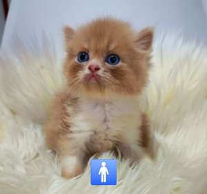 แมวเปอร์เซีย