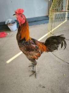 ไก่ชนพม่าแข้งหน้า