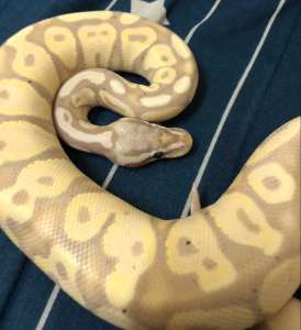 Ball Python Banana Pastel งูบอลไพธอน สีบานาน่าพาสเทล 