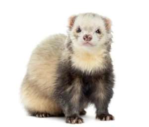 Ferret Silver เฟอเรท สีซิลเวอร์