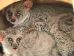 Greater Bushbaby บุชเบบี้ยักษ์ 