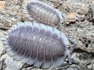Isopod Porcellio Werneri ไอโซพอดเวอร์เนรี่