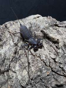 Whip Scorpion แมงป่องแส้
