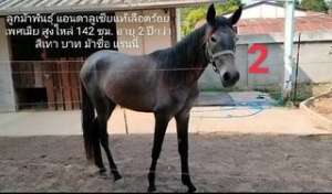 Horse Andalusian ม้าแอนดาลูเซีย