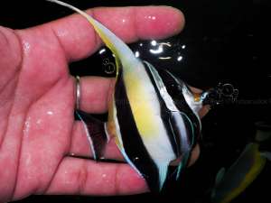 Moorish Idol Fish ปลาทะเลเทวรูป