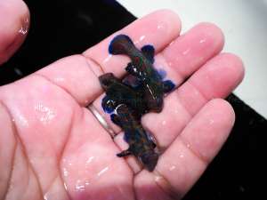 Green Mandarin Fish ปลาทะเลกรีนแมนดาริน
