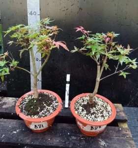 Bonsai Maple บอนไซเมเปิ้ล
