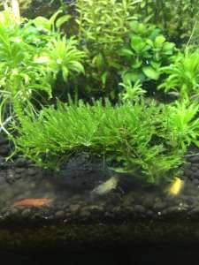 Spiky Moss สไปกี้มอส