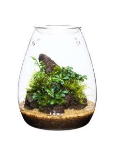 DOOA GLASS POT SHIZUKU โหลแก้วพร้อมฝาปิดสำหรับปลูกไม้ชื้น
