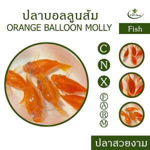 ปลาบอลลูนส้ม เซ็ท 10 ตัว Orange Ballon Molly