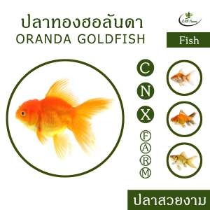 ปลาทองฮอลันดา เซ็ท 3 ตัว Oranda Goldfish