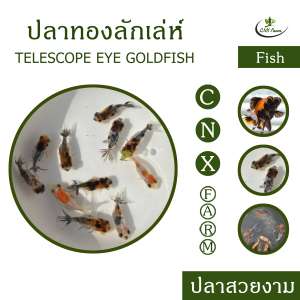 ปลาทองลักเล่ห์ 5 สี เซ็ท 3 ตัว Telescope Eye Goldfish