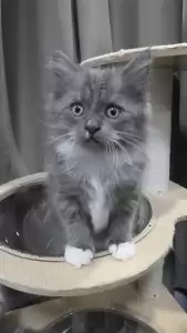 แมวเมนคูนผสมเปอร์เซีย