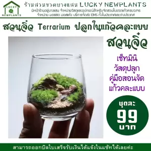 Terrarium สวนในแก้ว ไซต์มินิ แก้วคละแบบ ชุดละ 99 บาท ซื้อ 2 แถมฟรี 1
