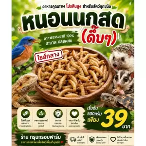 [สด-ส่งเร็ว] หนอนนกสด หนอนนกไม่อบแห้ง อาหารสัตว์เลี้ยง นก ปลา กิ้งก่า เม่นแคระ