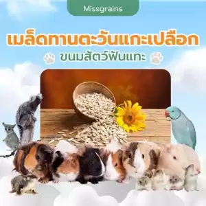 เมล็ดทานตะวันแกะเปลือก 200กรัม อาหาร/ขนมแฮมเตอร์ ชูการ์ กระรอก ดอร์เม้าท์ ใจเเอ้นท์ เม่นแคระ สัตว์ฟันเเทะทุกชนิด