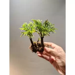 ดอกหินเวียดนาม จัดตู้ระบบชื้น ระบบปิด Terrarium Selaginella tamariscina