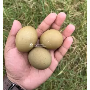 ไข่พาสเทล ไข่เชื้อไก่ไข่พลาสเทล ไข่เชื้อไก่ไช่โอลีฟ ไก่ไข่โอลีฟเอกเกอร์ ไก่โอลีฟ