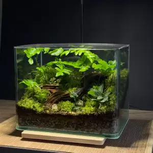 สวนขวดแก้วขอบโค้งนาโน+ฝาอะคลิลิค terrarium ของแต่งบ้าน ของขวัญ