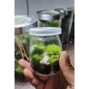 สวนขวดแก้ว(Terrarium)ขนาดเล็กมินิมอล