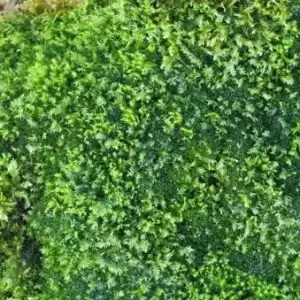 MOSS มอสสด พืชจิ๋ว Terrarium Bonsai Decor ป่าธรรมชาติ พรม มอสเเต่งสวนถาด 100g
