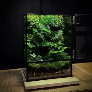 พร้อมส่ง สวนขวด Moss wall and Ferns Terrarium ระบบปิด ของขวัญ ของแต่งบ้าน