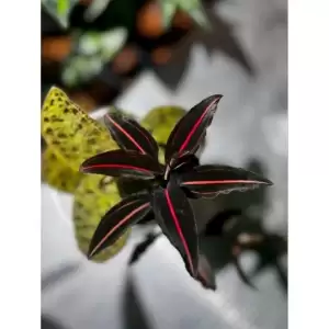 Vrydagzynea tristriata/วิลาซีนี3ขีด/ชนิดหายาก/กล้วยไม้​ดิน​/jewel​ orchid​/terrarium​/paludarium​/Rare​plants​