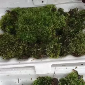 MOSS มอสสด พืชจิ๋ว Terrarium Decor ป่าธรรมชาติ พรม มอสเเต่งสวนถาด มอสปูบอนไซ 100g No0002