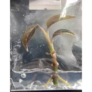 Ludisia Discolor ' Salmon Sandstone ' ว่านน้ำทอง Jewel Orchid |Terrarium |ไม้เนื้อเยื่อ | พาน้องออกไปเติบโตกั๊นนนน