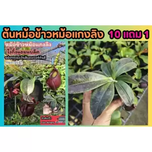 ต้นหม้อข้าวหม้อแกงลิง. ต้นไม้กินแมลง สวนถาด เทอราเลี่ยม Terrarium​ มอส เฟริน น้ำตก สวนขวด หิน ดิน โหลแก้ว ต้นไม้ปลอม ดอก