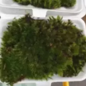 MOSS มอสสด พืชจิ๋ว Terrarium Decor ป่าธรรมชาติ พรม มอสเเต่งสวนถาด มอสปูบอนไซ 100g No0005