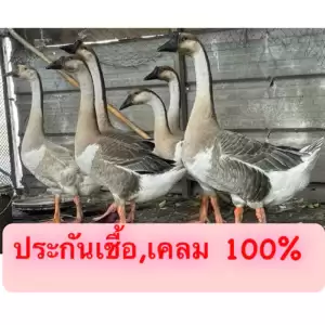 ไข่เชื้อห่าน พันธุ์ห่านจีน มีขาว มีเทา(ราคานี้แบบประกันเชื้อนะครับมีเชื้อๆเดิน100%)และเคลม 100% ใบละ 500 บาท