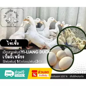 ไข่เชื้อเป็ดอี้เหลียง (เป็ดไข่กึ่งเป็ดเนื้อ) 1ฟอง โตไวมาก เป็ดอี้เหลียง เลี้ยงง่าย โตเร็ว เนื้อนุ่ม ไข่ดก