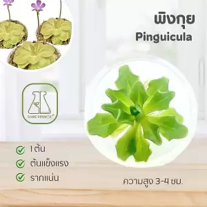 ไม้กินแมลง พิงกุย : Pinguicula ไม้เนื้อเยื่อ