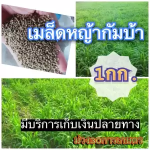 กัมบ้า เมล็ดหญ้ากัมบ้า 1 กิโลกรัม พร้อมปลูก(รับประกันการงอก) หญ้าเลี้ยงสัตว์ หญ้า พันธ์ุหญ้า หญ้าเลี้ยงวัว ควาย