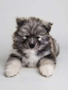 Bear F1 Pomsky Puppy