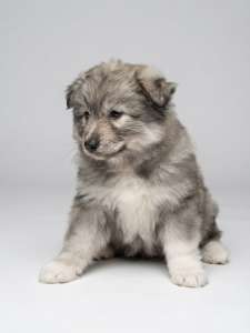 Sable F1 Pomsky Puppy