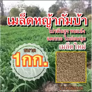 กัมบ้า เมล็ดหญ้ากัมบ้า 1 กิโลกรัม #พร้อมปลูก(รับประกันการงอก) หญ้าเลี้ยงสัตว์ หญ้า พันธ์ุหญ้า หญ้าเลี้ยงวัว ควาย
