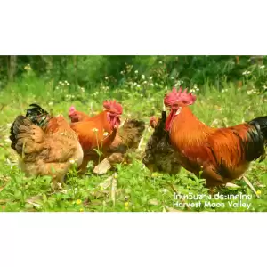ไข่เชื้อไก่เหวิงซาง (ไก่ไหหลำ) เนื้อไก่ที่อร่อยที่สุดในโลกจากประเทศจีน ไก่ไข่และไก่เนื้อ