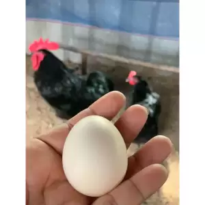 ไข่เชื้อไก่ไข่ออสตาลอป(Australorp) 5 แถม 1 ใบ