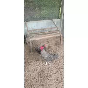 ไข่เชื้อไก่ไข่บาพลีมัธร็อค(สายพันธุ์เเท้) รับประกันเเตก100% 3เเถม1